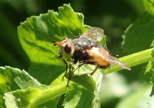 Tachina fera